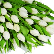 tulpen